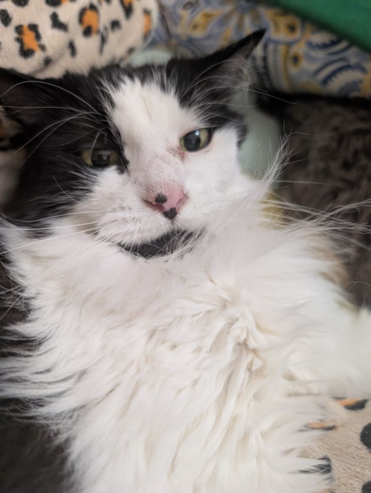 A picture of a black and white cat 