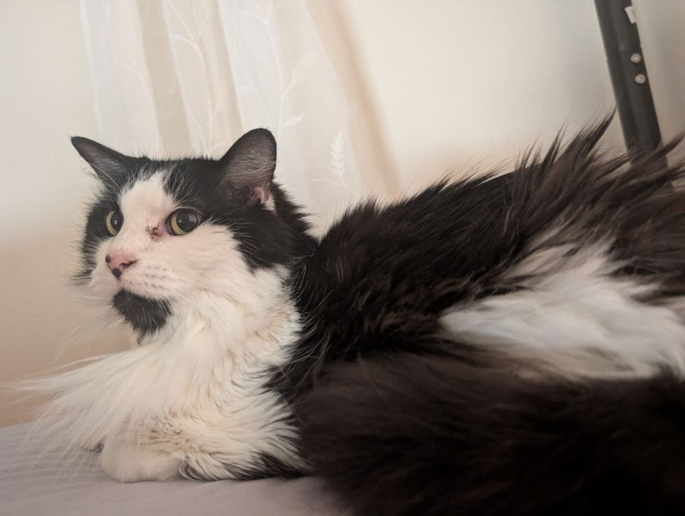 A picture of a black and white cat 
