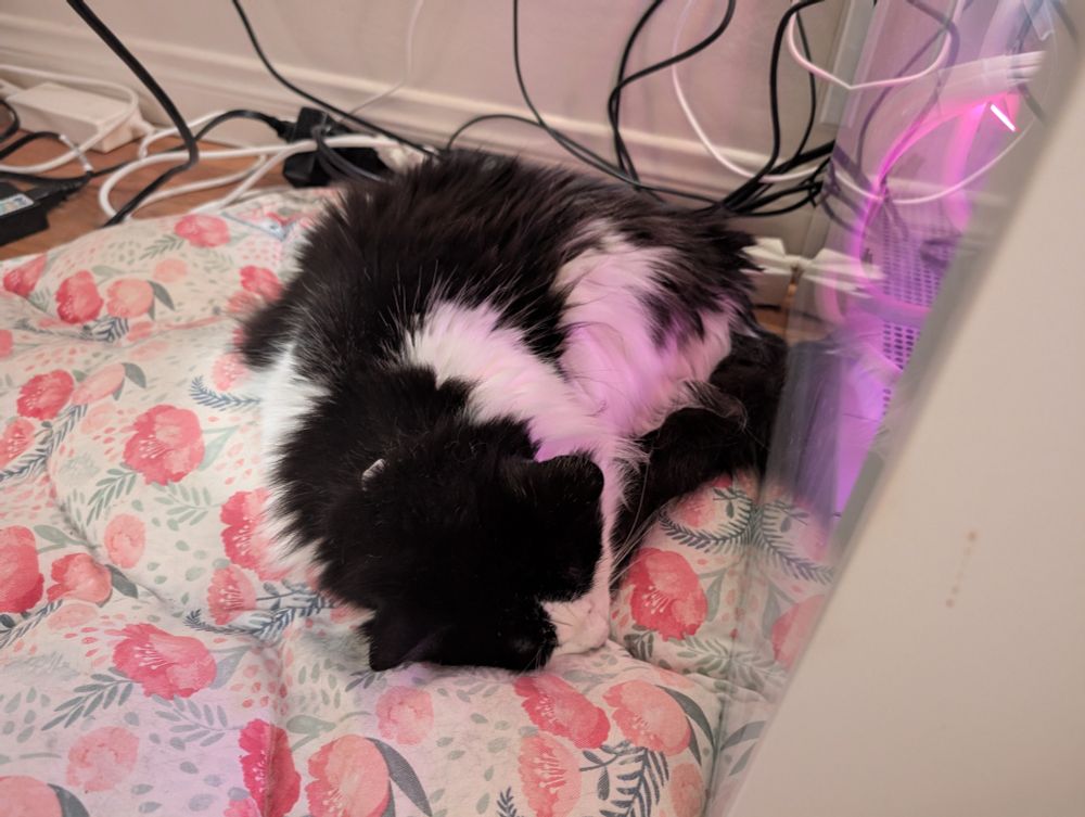 A picture of a black and white cat 