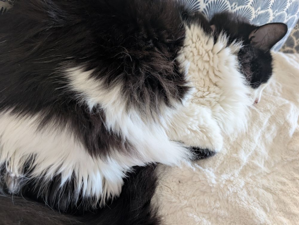 A picture of a black and white cat 