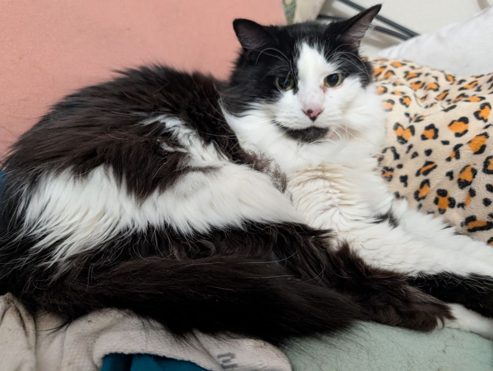 A picture of a black and white cat 