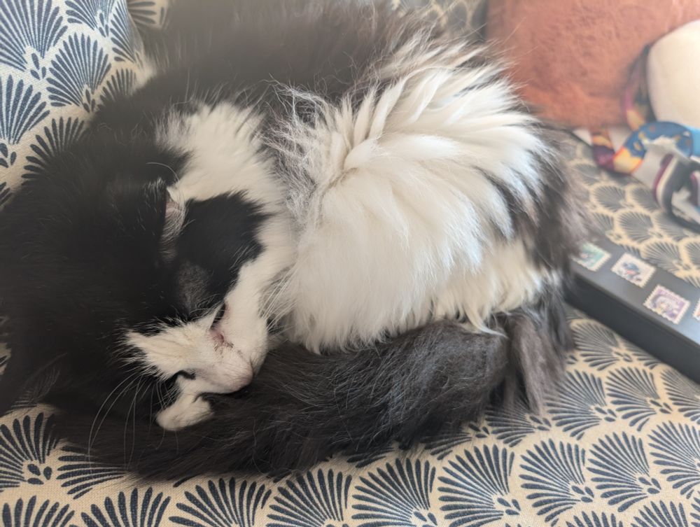 A picture of a black and white cat 