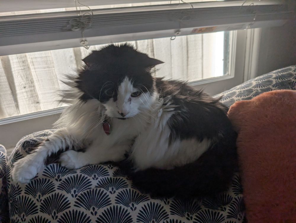 A picture of a black and white cat 