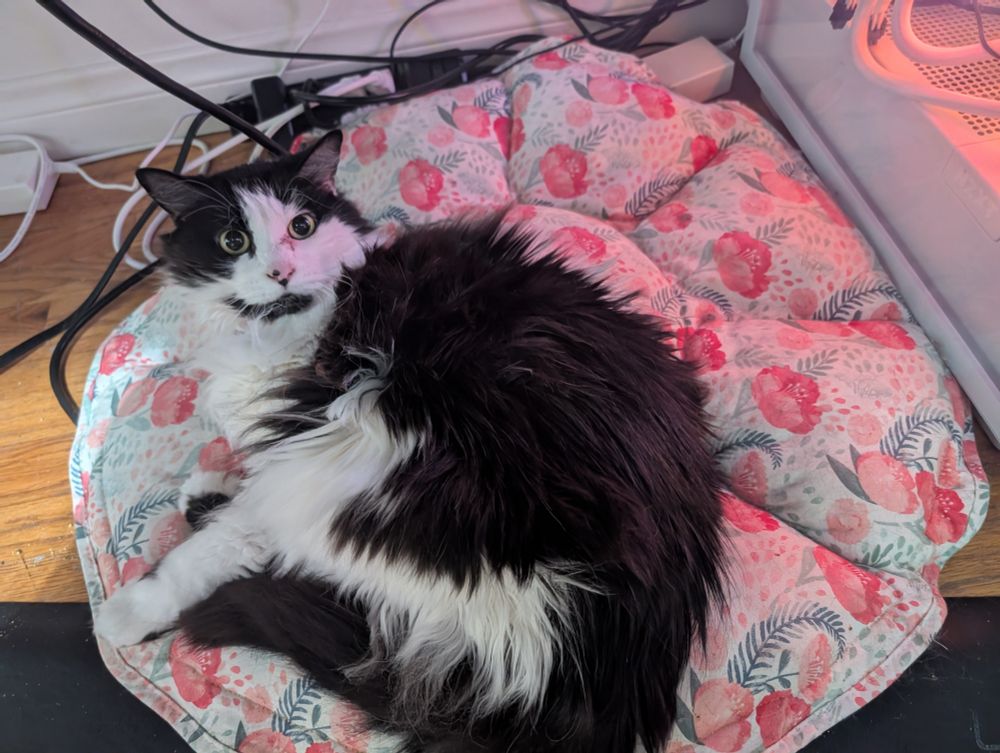 A picture of a black and white cat 
