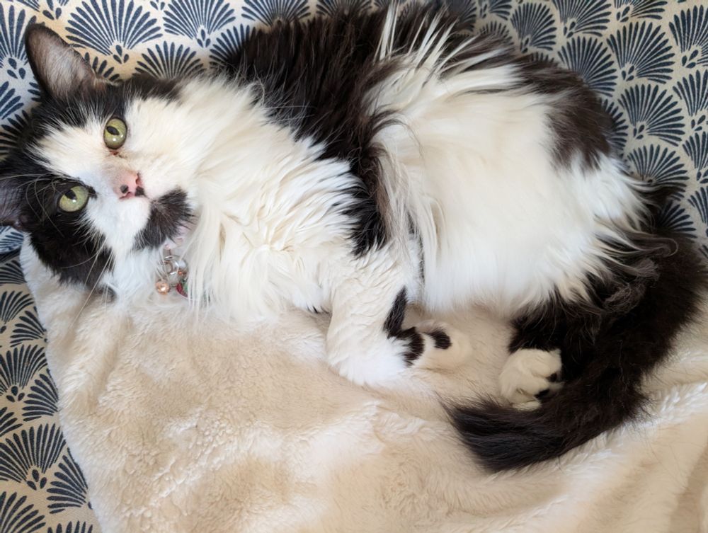 A picture of a black and white cat 