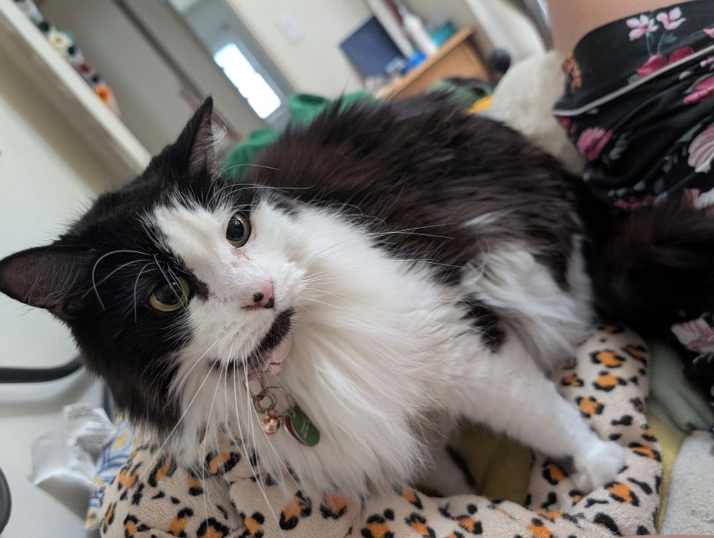A picture of a black and white cat 