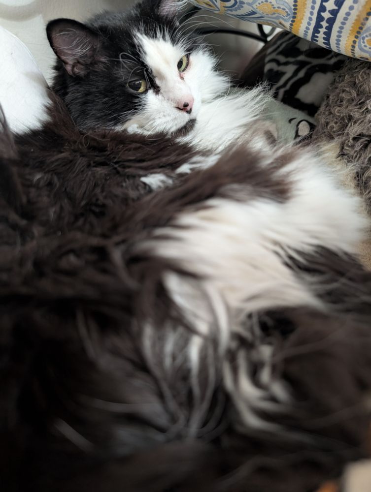 A picture of a black and white cat 