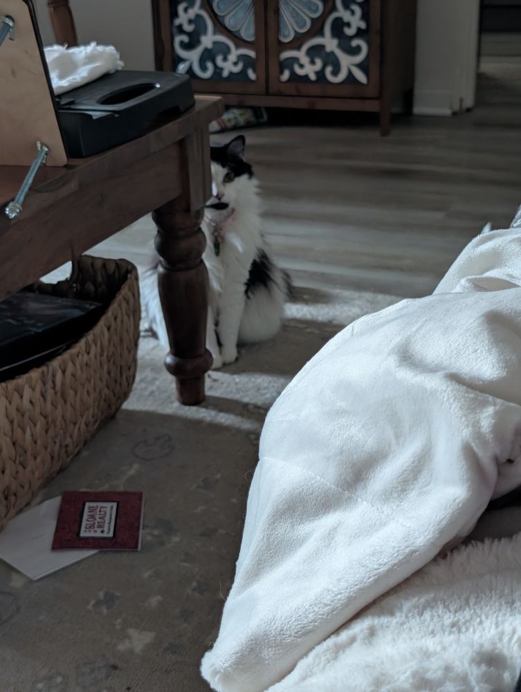 A picture of a black and white cat 
