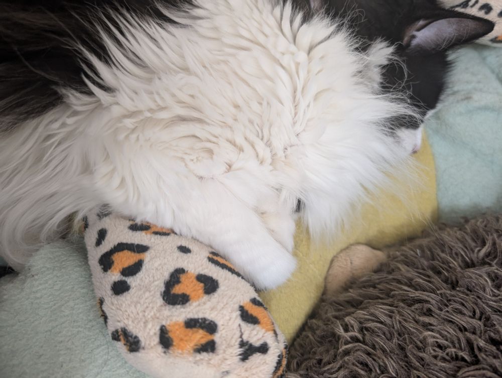 A picture of a black and white cat 