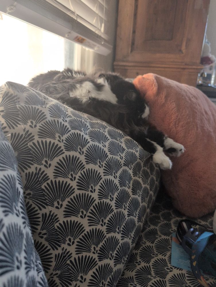 A picture of a black and white cat 