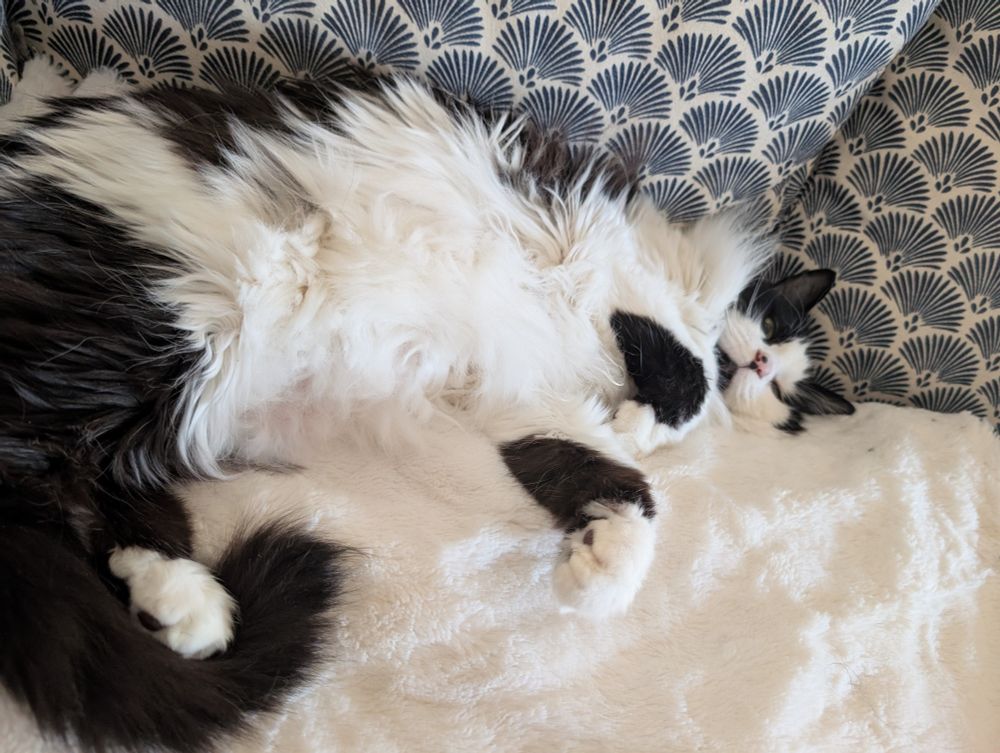 A picture of a black and white cat 