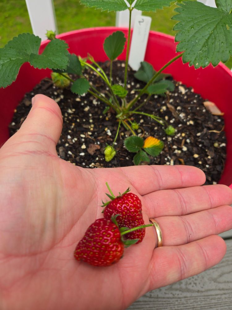 A white man's hand holding two ripe strawberries in front of a green strawberry plant in dark brown soil contined by a red pot. The man also has a gold wedding band on his finger. The strawberries are a dark, deep red with green stems.