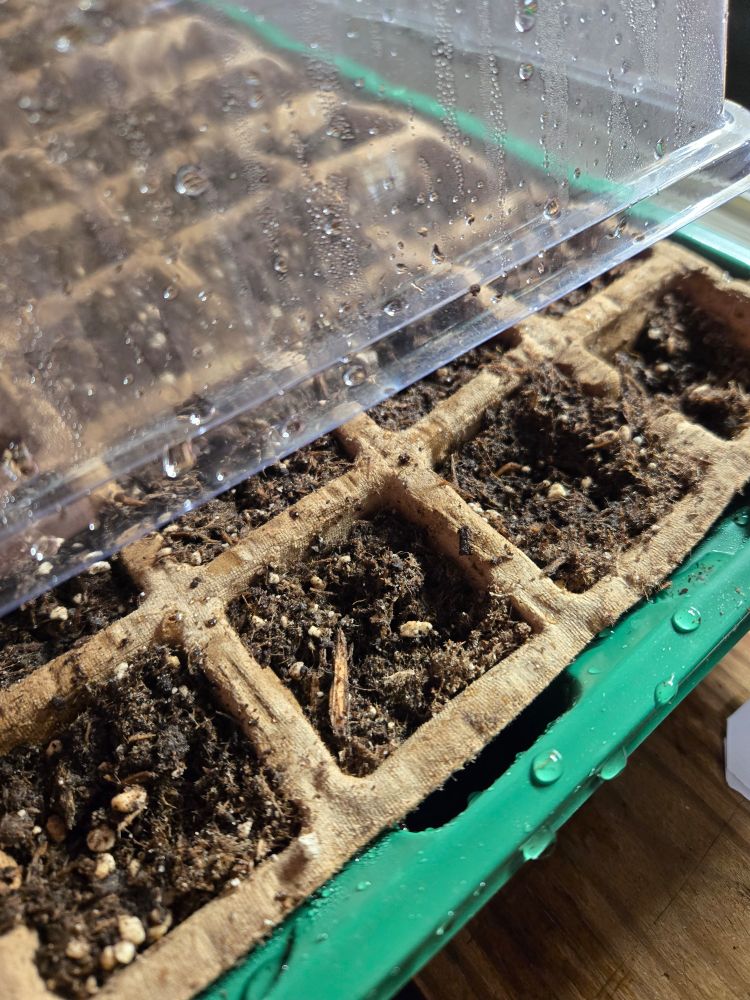A clear plastic lid covered in condensation sits atop light tan and compostable seed trays filled with wet dark brown soil. All on a green plastic tray sitting on a wooden workbench. Beads of water sit on the green tray wishing they could join the party with the seeds sitting in the soil.