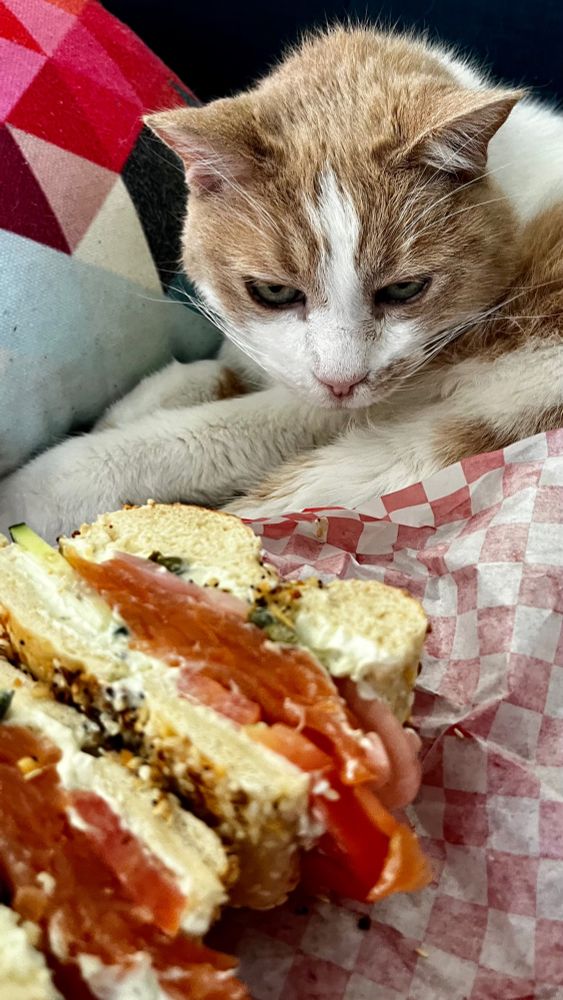 An out of focus lox everything bagel sandwich with capers, cucumbers and pickled red onions appears in the lower left of the photo. A white and ginger cat, who moments ago was sleeping blissfully, snaps to attention — his face a steely glare. He sniffs the sandwich with purpose. 