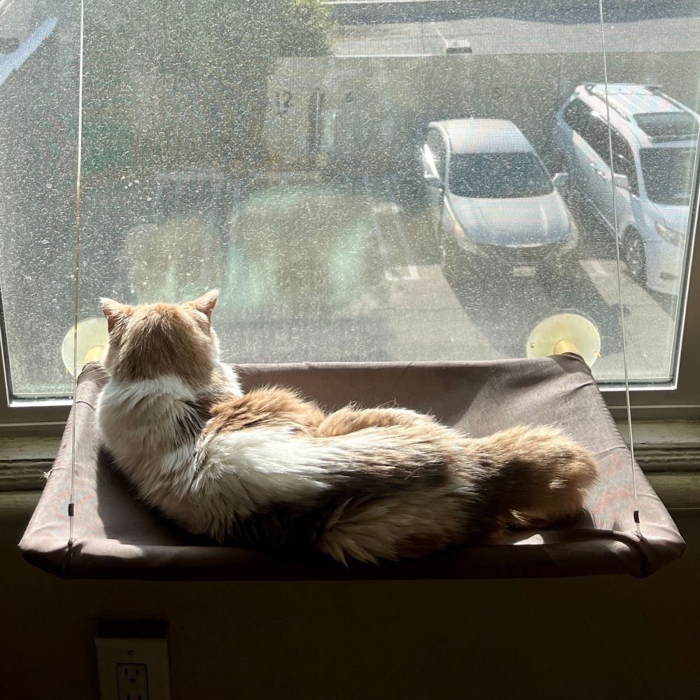 Catsby on his window perch, looking into a parking lot 