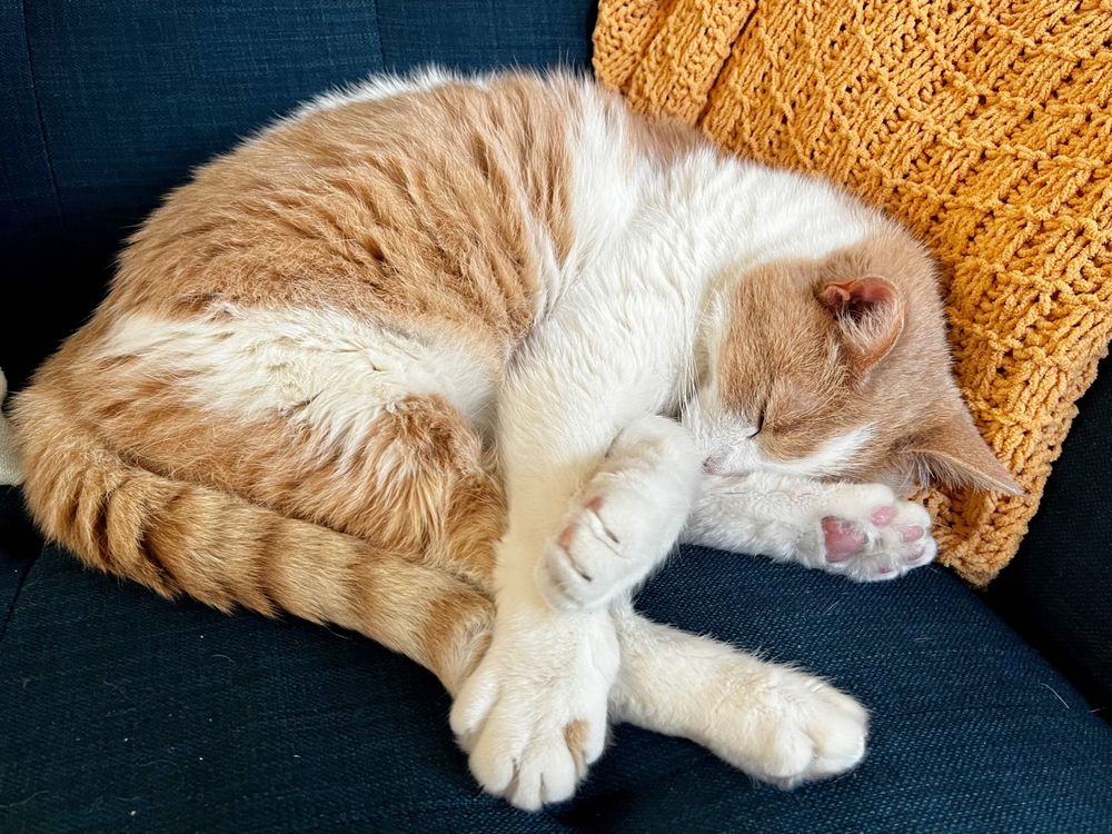 A ginger and white cat slumbers upon his blue throne (aka the living room couch) as a weird guy takes his photograph. A golden yellow-colored throw blanket that serves only a decorative function because it’s loosely knitted and isn’t great at retaining heat can be seen in the background. 