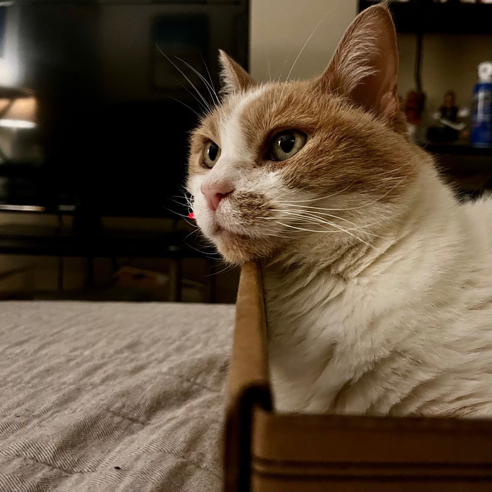 A ginger and white cat lays inside a cardboard box placed atop a bed. He stares out into the vastness of space as he ponders his place in life and it’s current trajectory. Is he only merely and indoor house cat, or is he meant for more? Or he’s probably looking at the ceiling because he heard a strange noise. It could go either way.