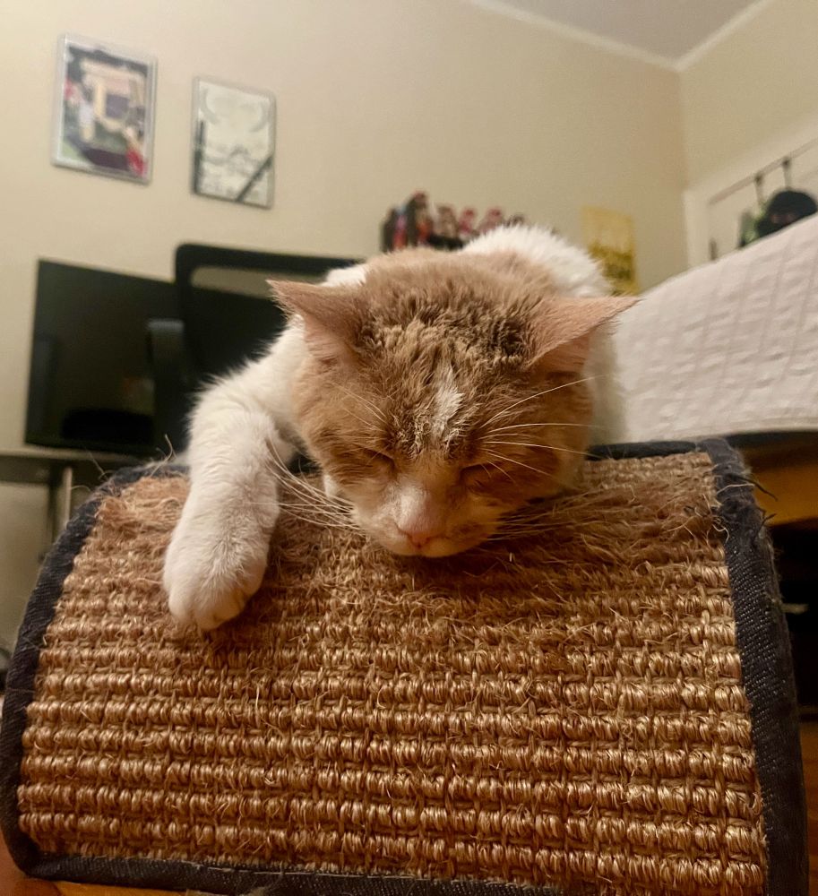 A white and tan cat is snoozing on top of a wicker scratcher