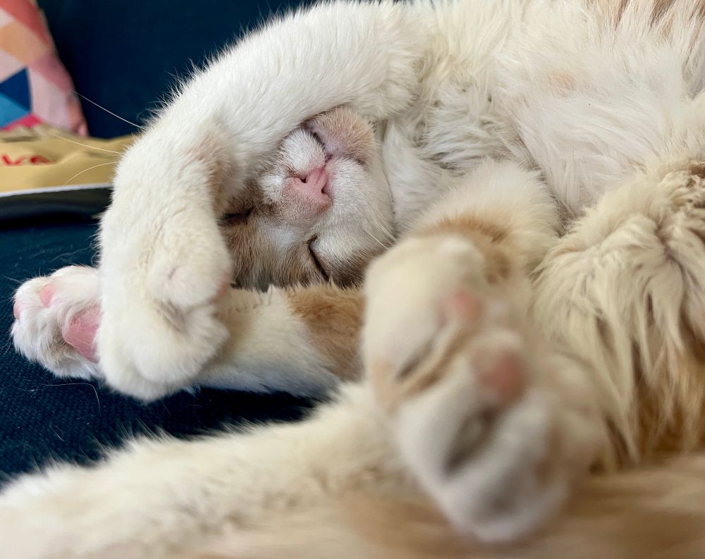 Catsby sleeping on a blue couch, twisted up like a furry pretzel 
