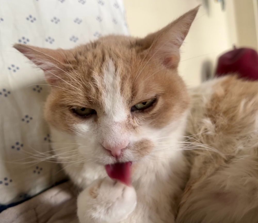 Catsby licking his paw and having a devious look on his eyes