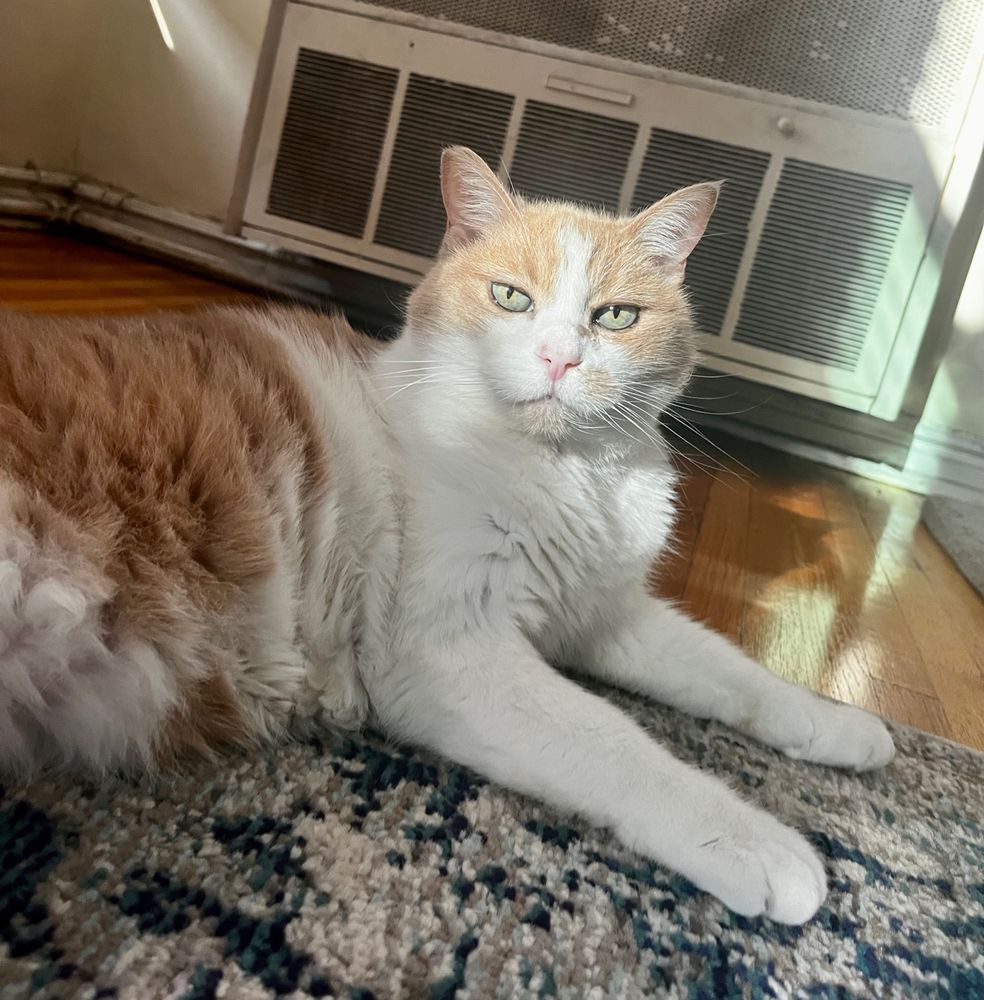 A white and ginger cat lays on top of a rug. Sunlight shines directly in his face as the cat stares directly into the camera, his eyes piercing into the photographer’s soul.