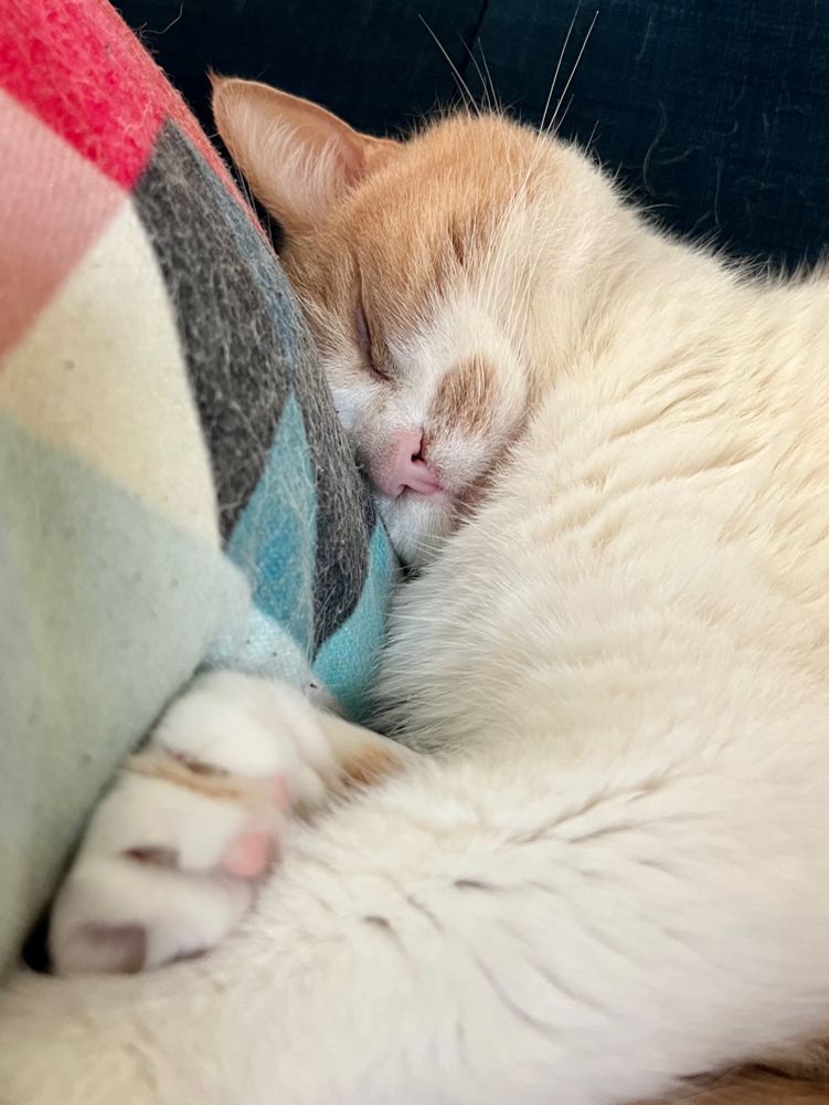 A white and ginger cat slumbers with not a care in the world, his head resting against a multicolored throw pillow. 