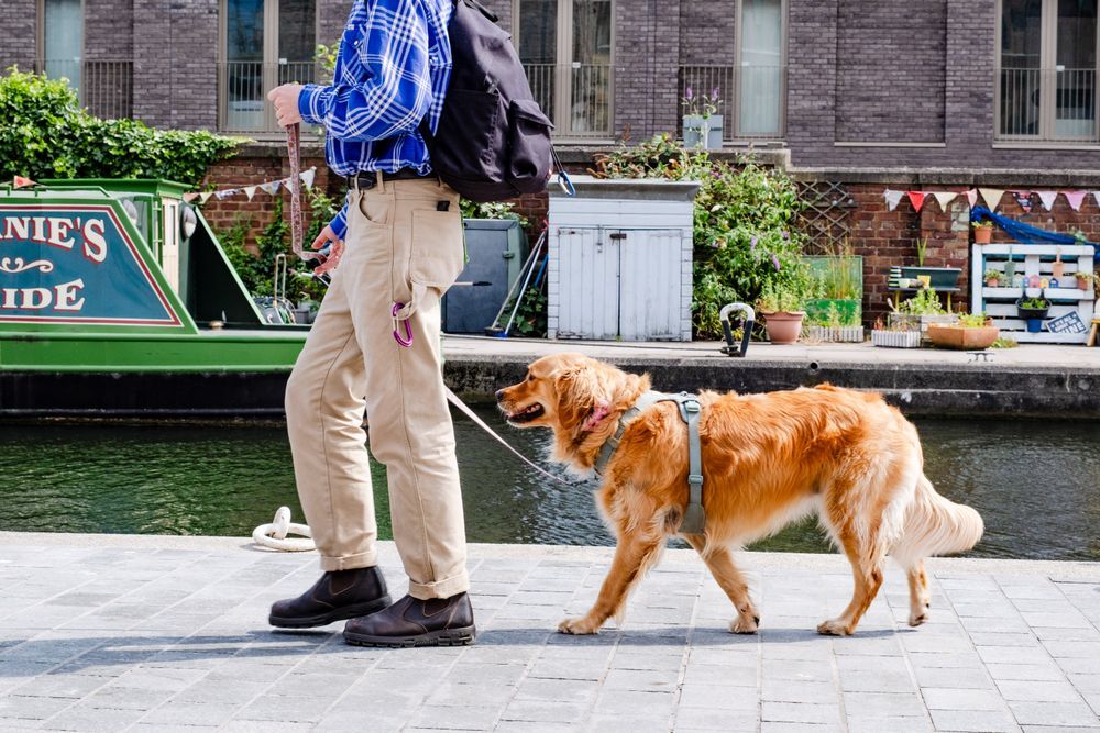 A man walking his dog along the newly improved canal towpath in Fountainbridge, Edinburgh.