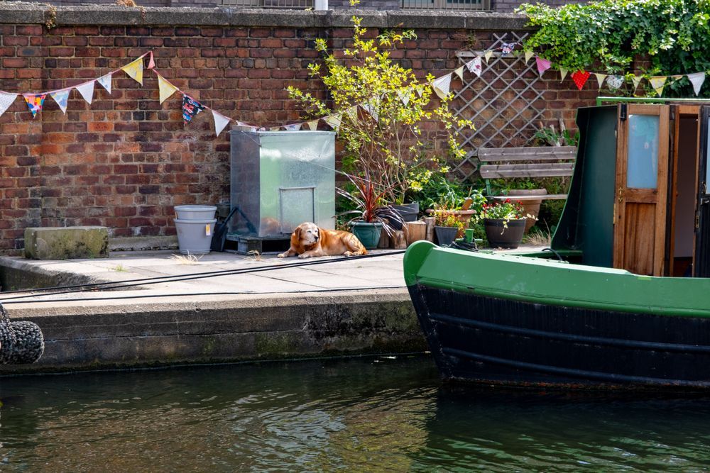 An older golden retriever dog basking in the sun by the Union Canal in Edinburgh. The background has plants and colourful bunting.