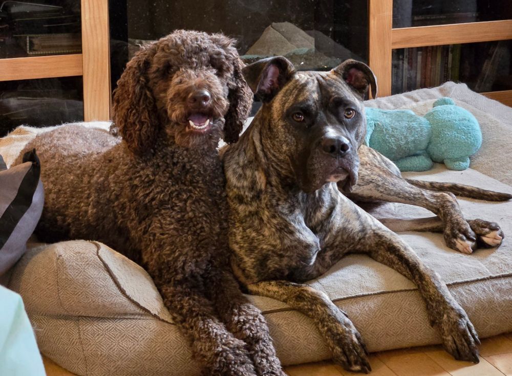 Sawyer, a chocolate brown standard poodle, is on the left side of an extra large beige dog bed leaning up against Trevor,  a brindle Cane Corso mix.  They are both looking into the camera.  There is a blue stuffed toy in the background on the dog bed.  