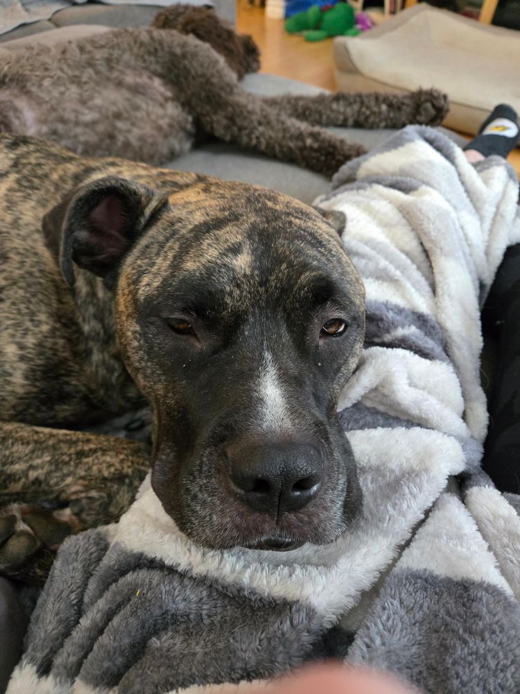A close-up photo of Trevor's head with partially closed eyes. Trevor is a brindle Cane Corso mix and is laying on a gray and white blanket. Sawyer, a chocolate brown standard poodle, is stretched out in the background. 