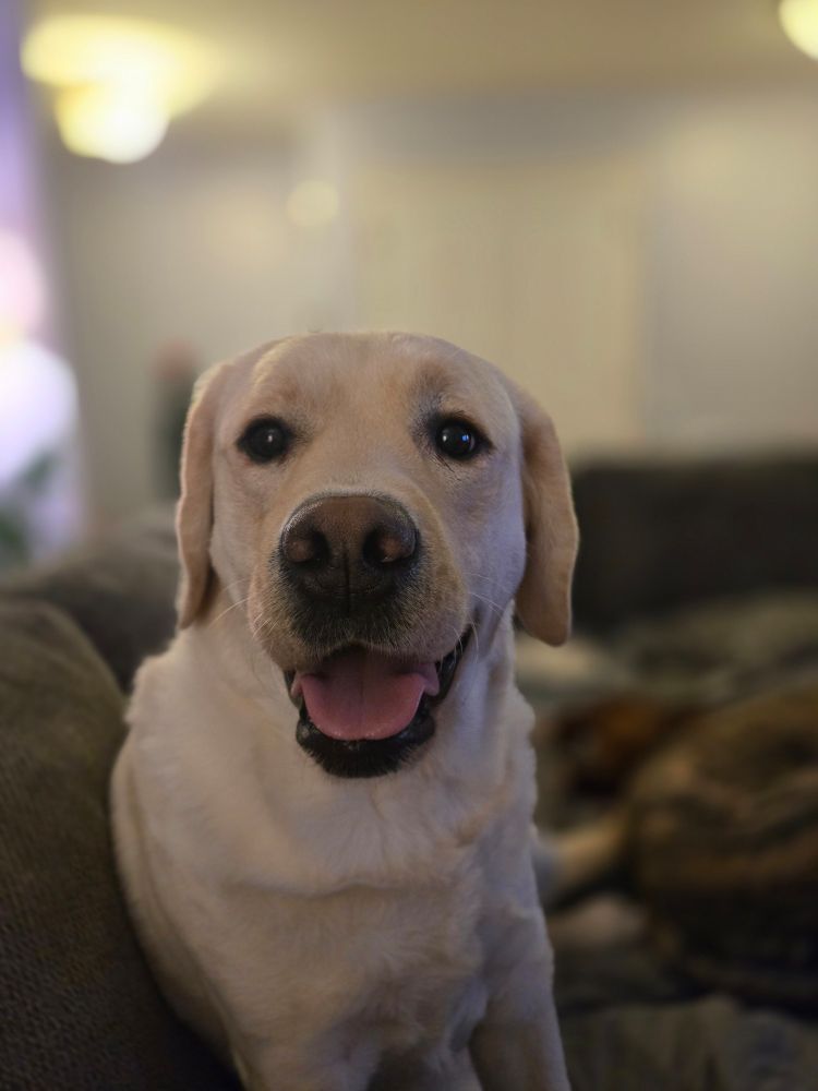 A close shot of Abby, a yellow Labrador dog. She is looking into the camera with her mouth open and a slight smile
