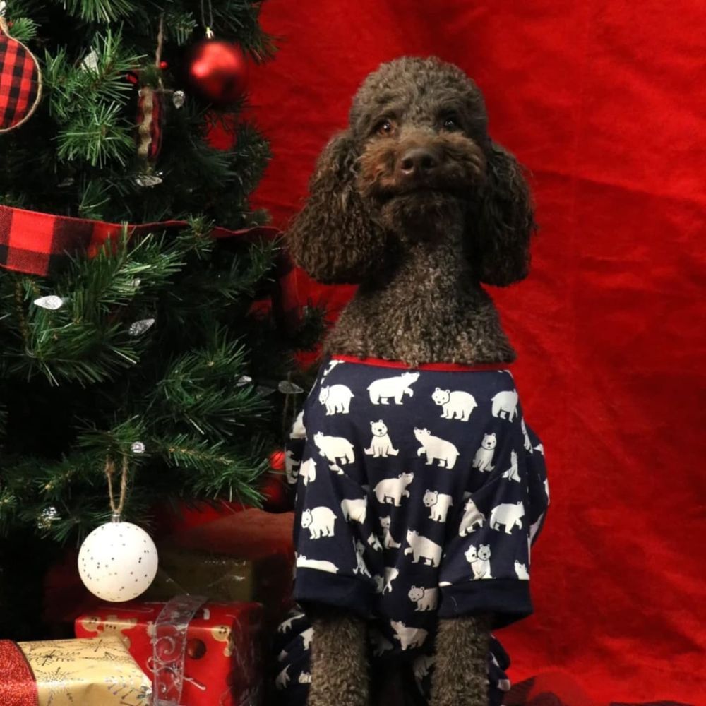 Sawyer, a chocolate brown standard poodle,  sits beside a green tree with red, black, and white decorations.  He is looking straight at the camera with navy pajamas with a white bear pattern and red trim at the neck.  There is a red fabric back drop. 