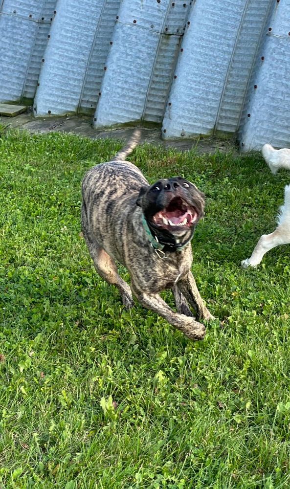 Trevor,  a brindle Cane Corso mix,  is running through green grass with a corrugated steel wall in the background.