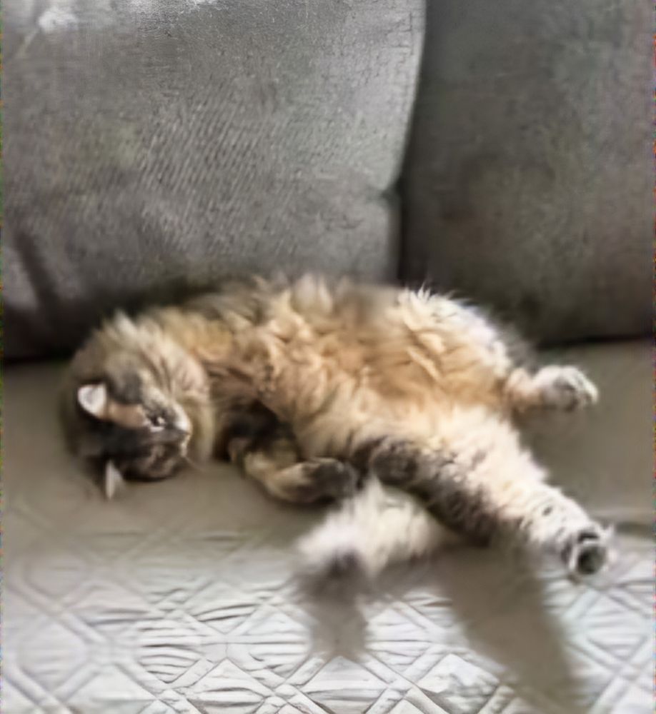Binx,  a tripod (front left leg amputation) senior grey and cream domestic medium hair cat, lies on her back on a grey couch.