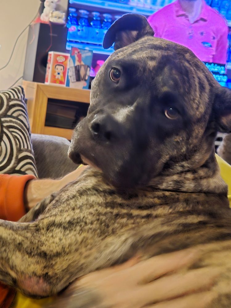 A close-up of Trevor,  a brindle Cane Corso mix,  looks into the camera