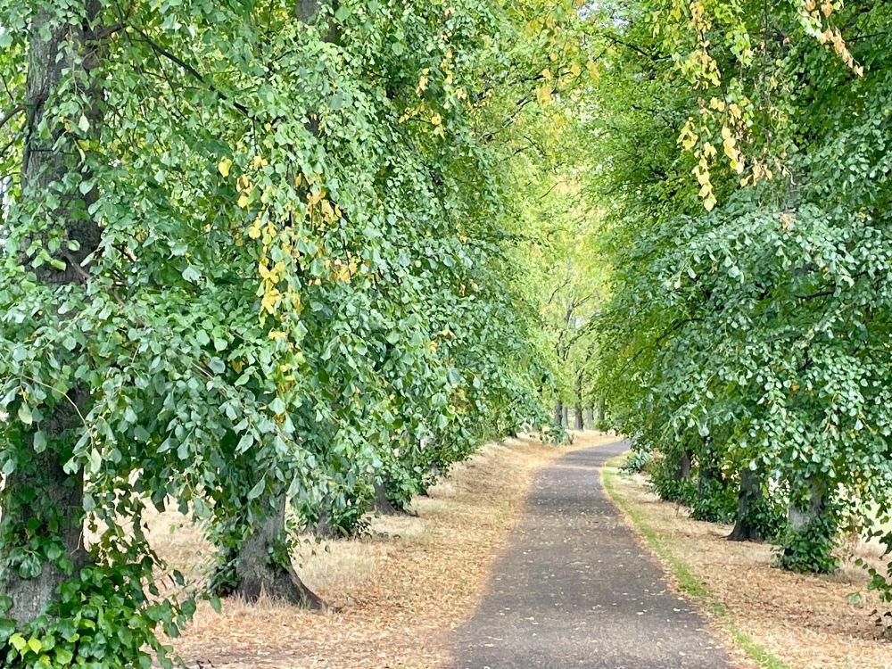 A curving path, lined with straight green trees and fallen leaves. 