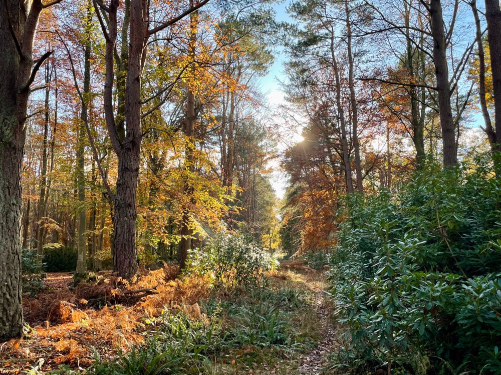 Woods, with rhododendrons in the foreground, with autumn foliage and suffused in golden light. 