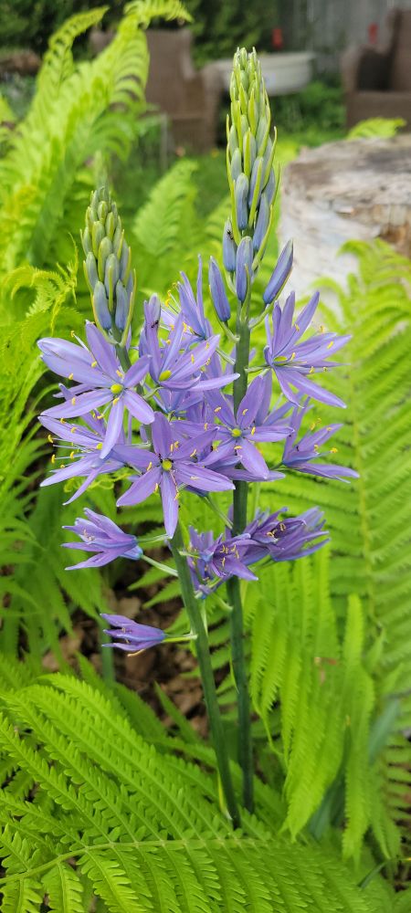 purple common camas spike with ostrich ferns in the background