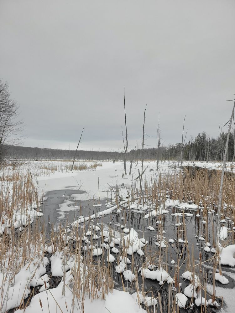 snow covered swamp, some open water, reeds and shoreline of trees in the distance