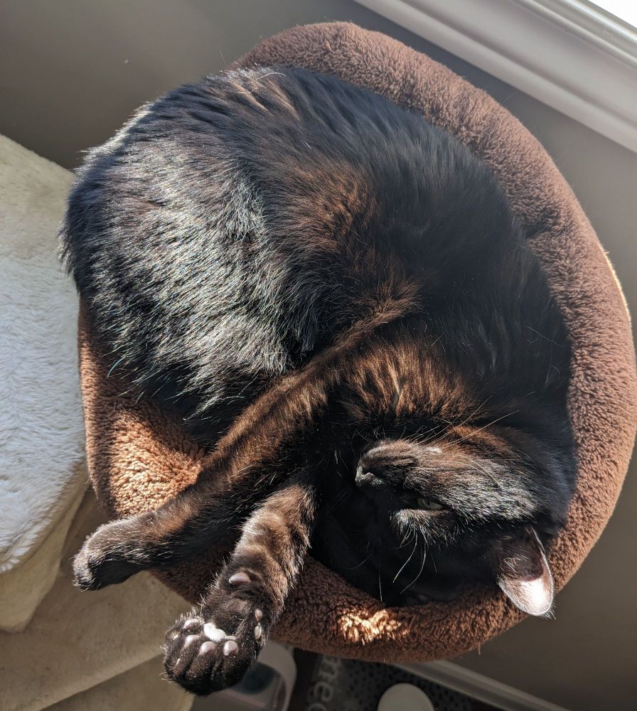A black cat lying in the sun on a brown cat bed with her two wittle paws sticking out and you can see her squishy toe beans and she looks so toasty I wanna bury myself in her warm fluff