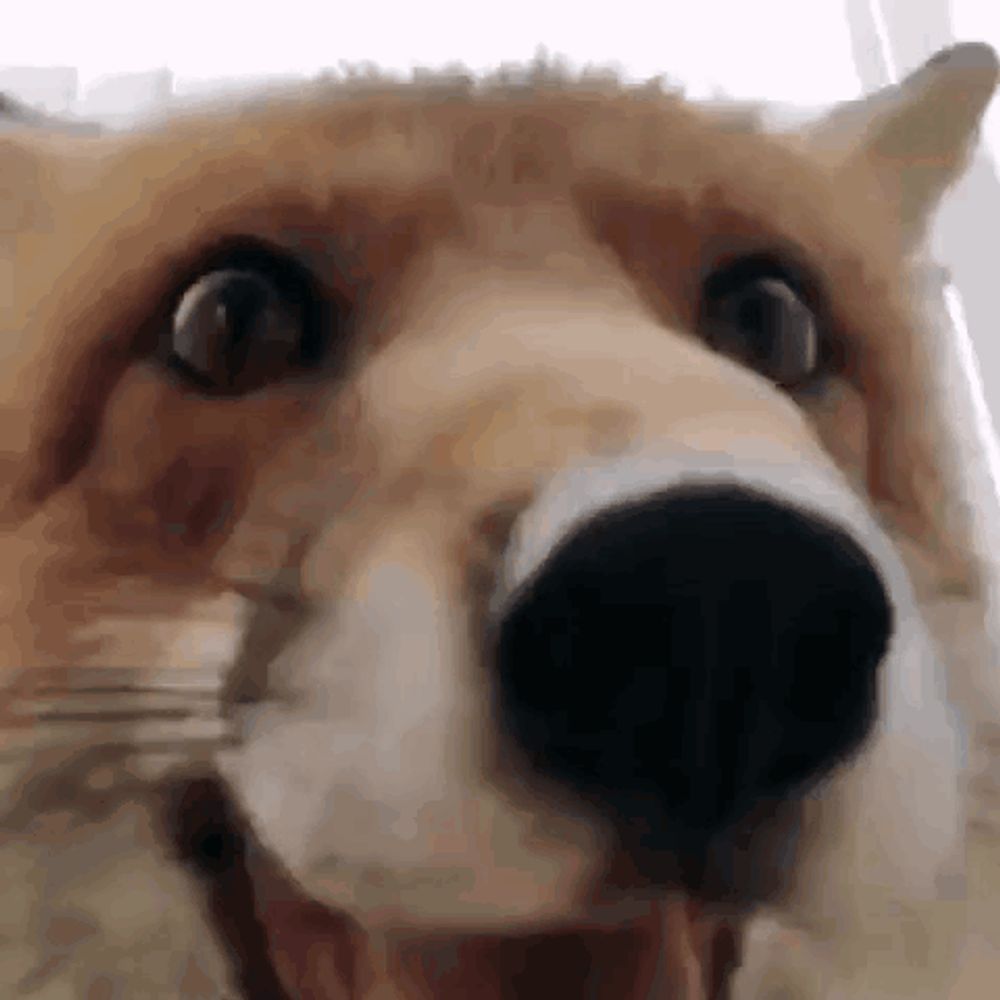 a close up of a fox 's face looking at the camera with its mouth open .