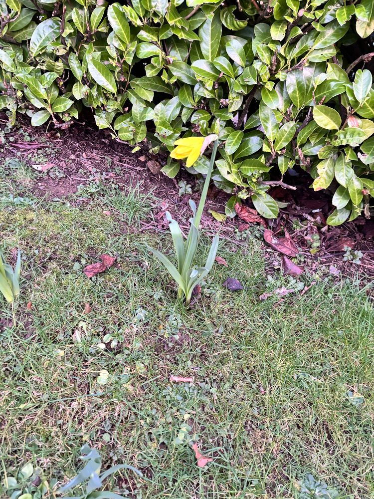 Daffodil blooming 