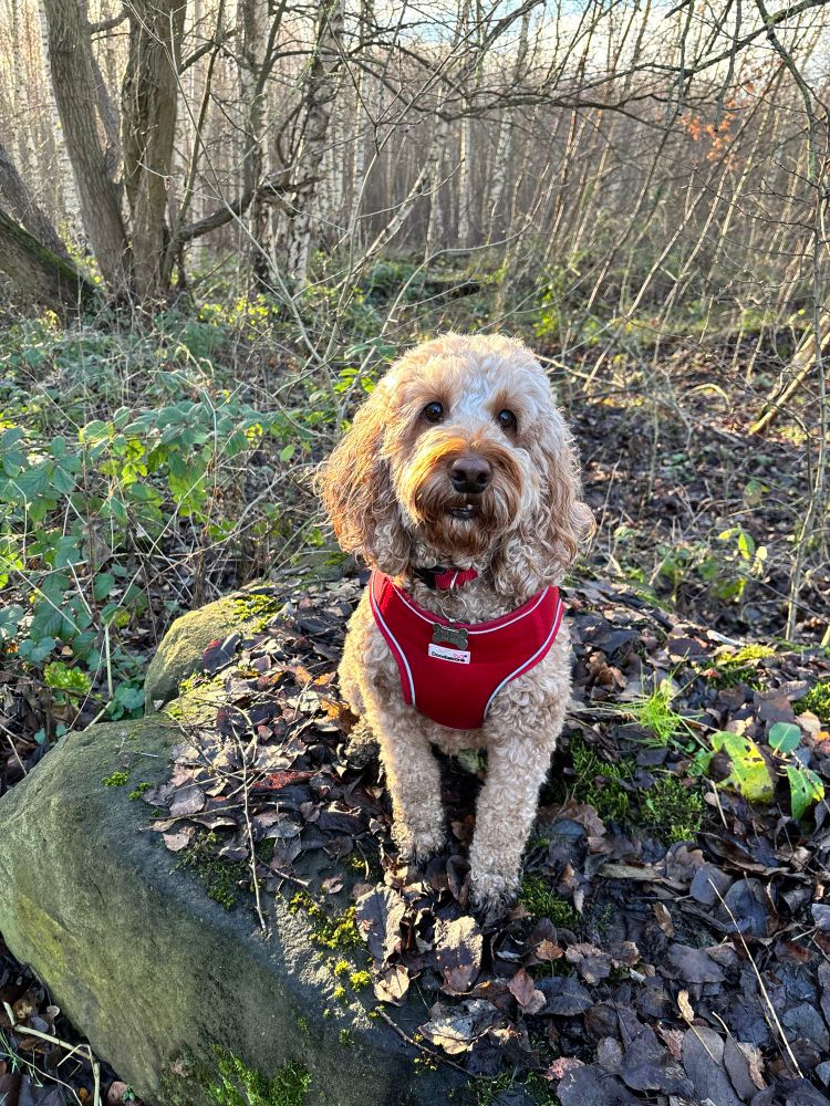 Picture of cockapoo dog wearing red harness sat on a leafy rock. 