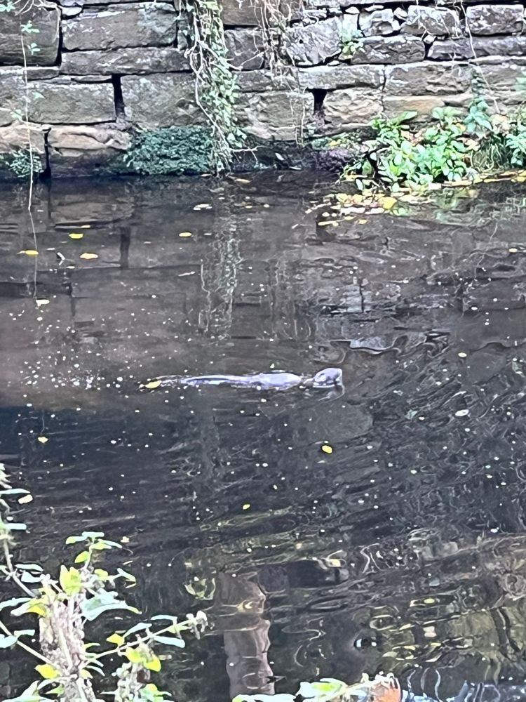 Head of an otter in water of leith. Just swimming. 