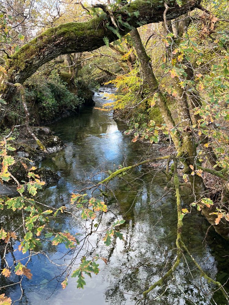 Looking at stream around Luss through branches. Fall foliage, trees, reflection in water. 