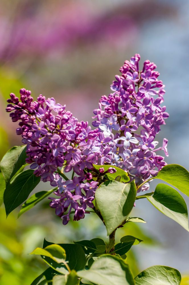 Close-up of a lilac bush