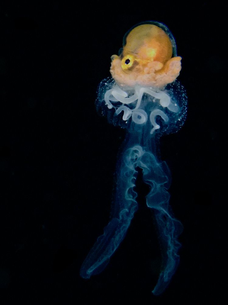 A male Brown Argonaut (Argonauta hians) riding a jellyfish in a blackwater photo. The argonaut has an orange colour and its arms are slightly raised. Its eye has a round black pupil with a yellow iris. The jellyfish is transparent and it has two long oral arms that almost look like legs or pants.