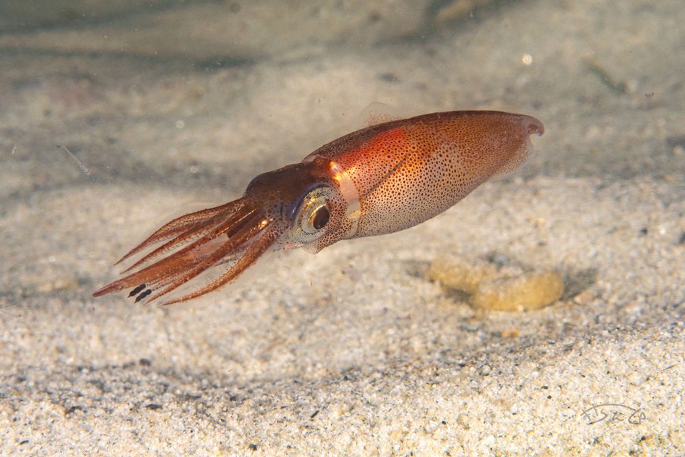 A Firefly Squid (Watasenia scintillans) swimming just above the sandy sea floor. It is illuminated, so you can see the squid clearly but its photophores are not glowing (or at least you cannot see their glow). It looks like a typical squid, although at the end of each of its two tentacles is a cluster of three black circles, which are photophores. The squid has translucent flesh with orange chromatophores.