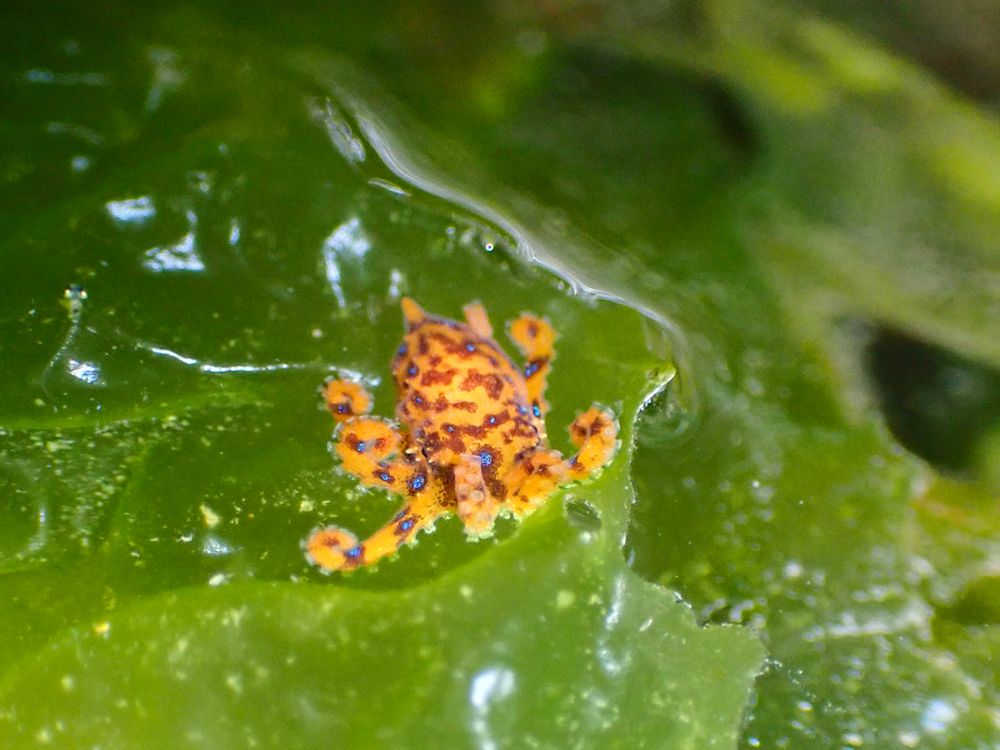 A juvenile Lesser Blue-ringed Octopus (Hapalochlaena maculosa) sitting on sea grass. It is very small, less than a centimetre in length. It has its arms curled up and its suckers are visible. Its arms are sort of spread out, like its showing off or trying to look bigger.  Its mantle narrows at the end to sort of rounded point. It is yellow orange colour, with patches of black. Inside of some black batches are iridescent blue rings that are so small they look like circles.