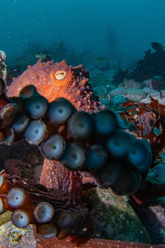 A New Zealand Octopus (Macroctopus maorum) on the seafloor. It is reaching towards the photographer, with two of them lifted up and curving back, exposing their suckers towards the camera. The two arms take a significant part of the photo, so they make it look like the octopus is trying to block the camera. The octopus is dark orange and has a wrinkly texture with lots of larger bumps. There are fish swimming in the background and the sea floor is covered in medium sized rocks.